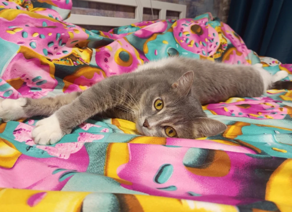 Инновационная выездная ветеринарная служба